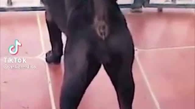 Dog!! Pum !