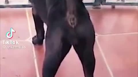 Dog!! Pum !