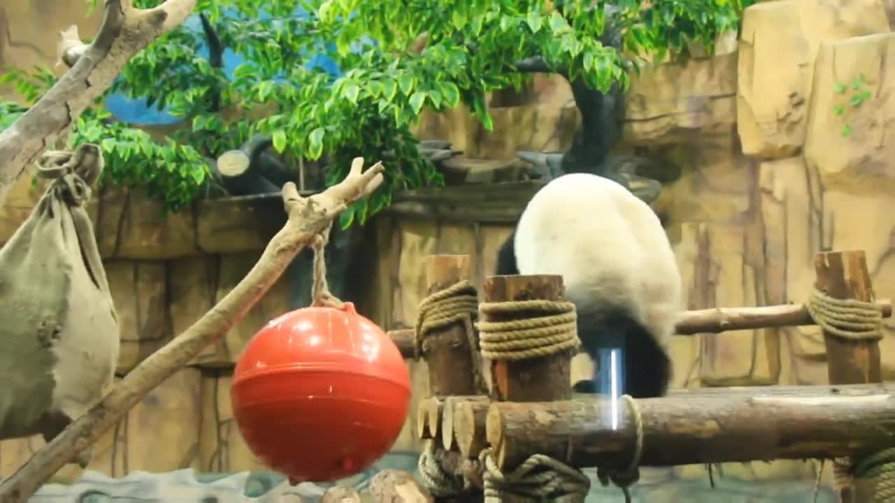 The panda show