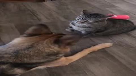 Funny cat and dog fights