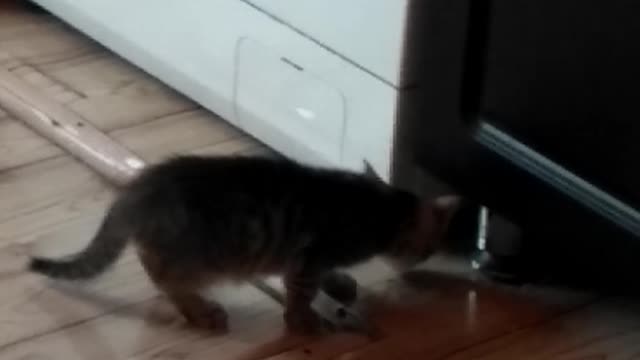 TV for kitten (watch until the end of)