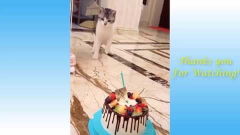 Funny and Cute Cat's Life 👯😺 Cats and Owners are the best friends Videos