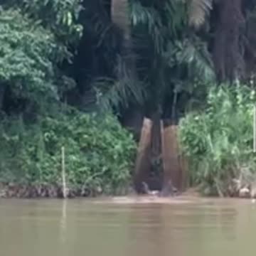 sightings of crocodiles in the river