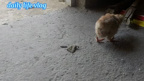 the chicks are looking for food ! Daily life