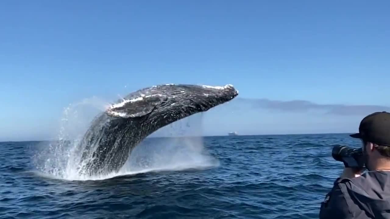 Stunning slo-mo captures breaching humpback splash group of 'thrilled' whale watchers off California