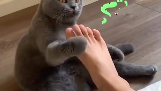 Funny moment with cat's best video