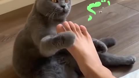 Funny moment with cat's best video