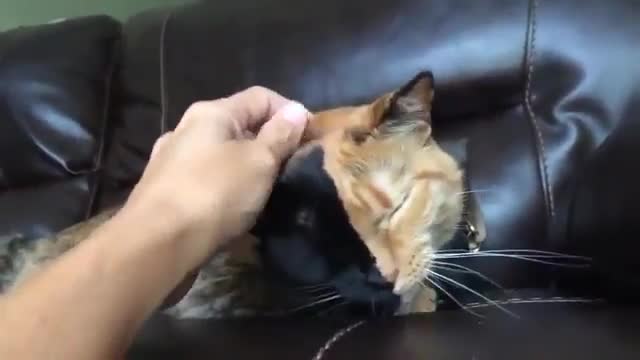 Funny cat in enjoy