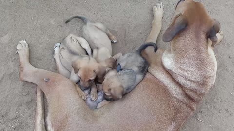 Dog mom is feeding it's kids