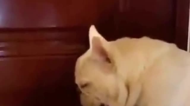 Watch this pets go crazy, really funny and cute