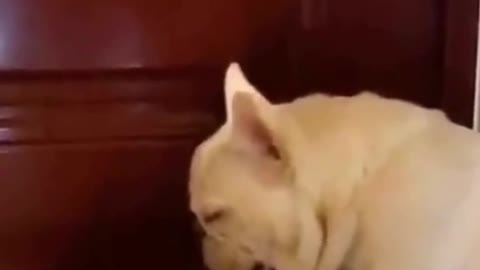 Watch this pets go crazy, really funny and cute