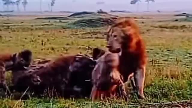 Lions Vs HHyenas From fight