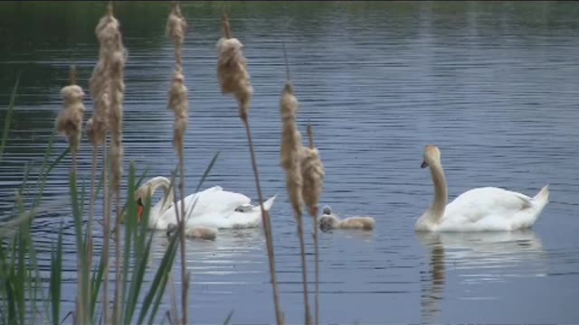 Swans are one family