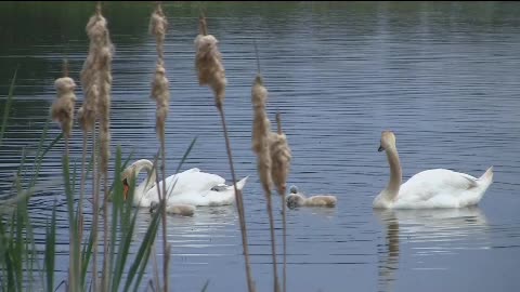 Swans are one family