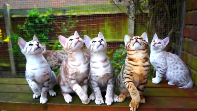 Cats 🐈 Video / Funny Cats / Cats Dancing