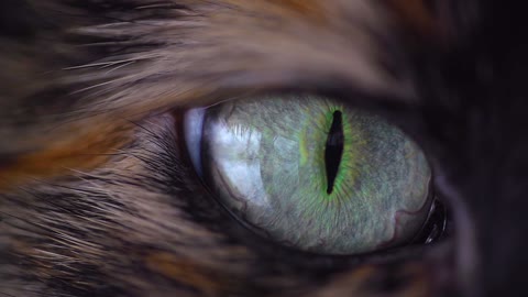 Amazing Cat eye in 4k