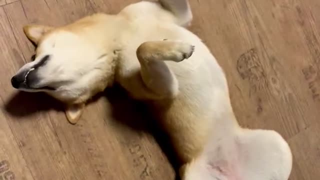 Sound sleep Shiba inu