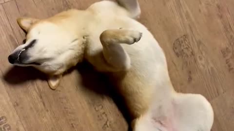 Sound sleep Shiba inu