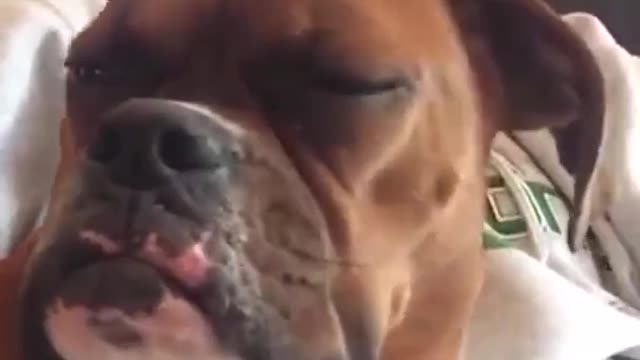 Dogs Sleeping funny video