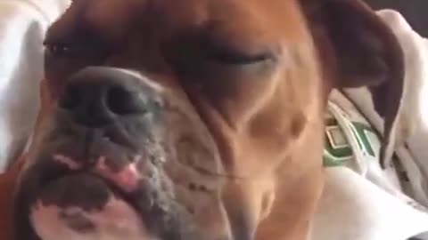 Dogs Sleeping funny video