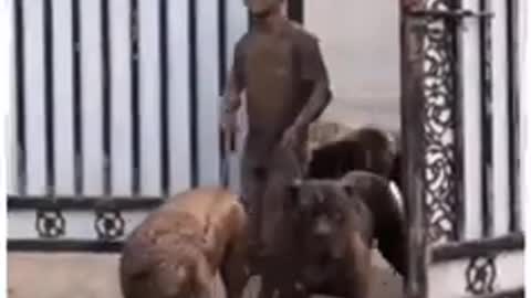 Big dogs play with owner