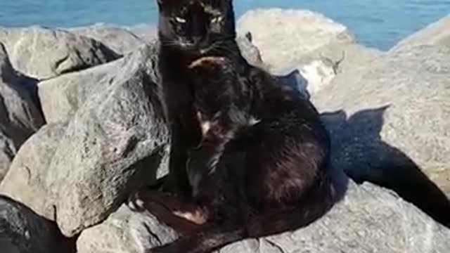 Adorable cat seating on tip of the rock