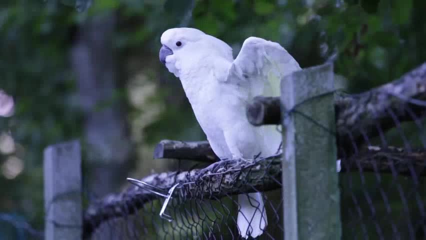 Parrot Cannot Resist the Rhythm of Music