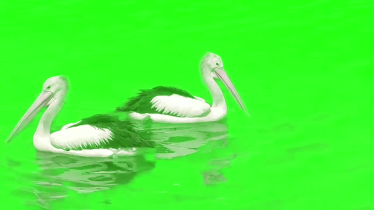 Green Screen Pelicans in River for YouTube video Creators