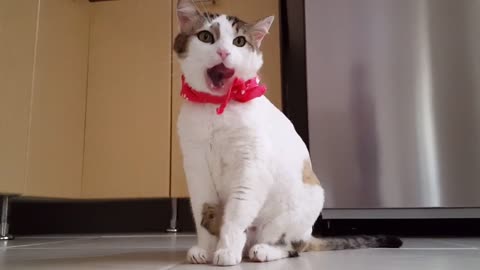 cute cat cleaning her hand