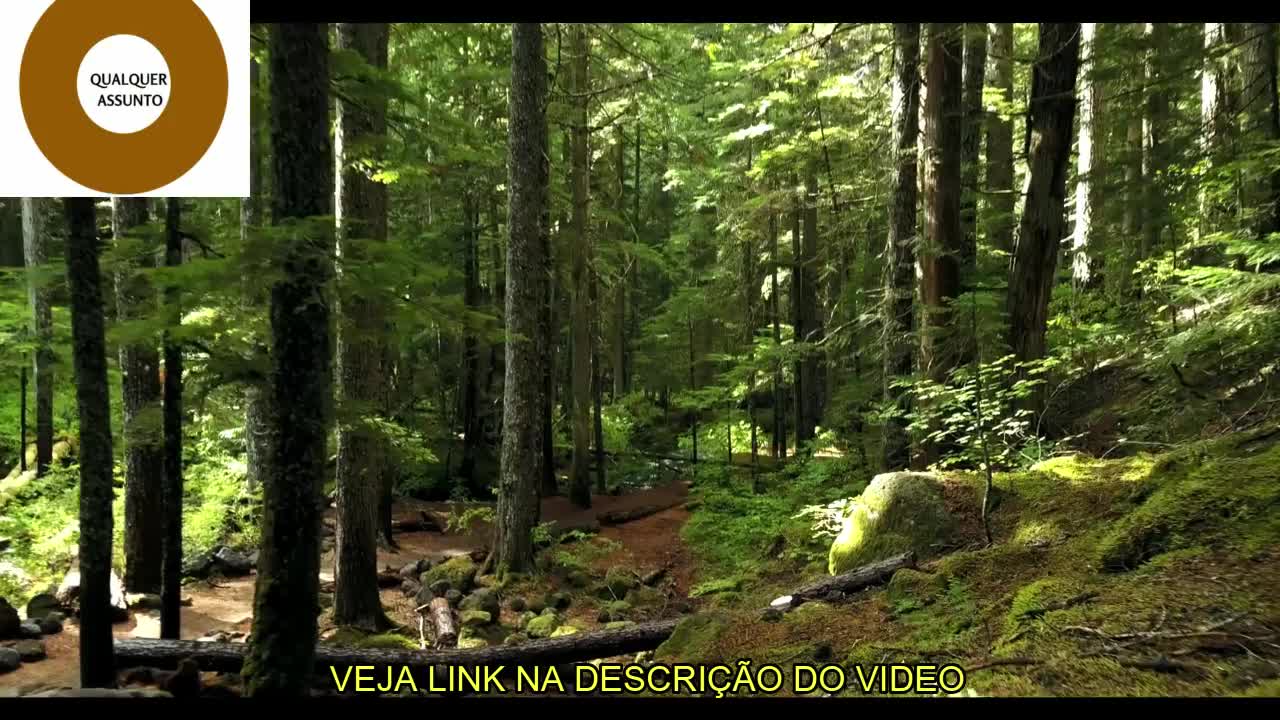 O SOM MAIS BELO DOS PÁSSAROS /O SOM MAIS BELO DOS PÁSSAROS