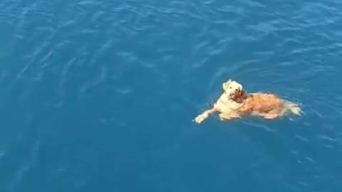 A golden retriever swimming in the sea