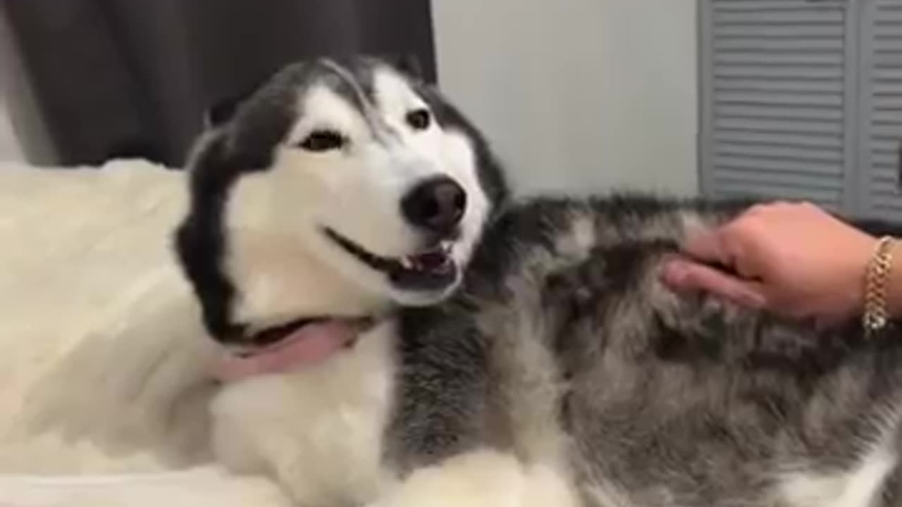 Husky Funny Clip