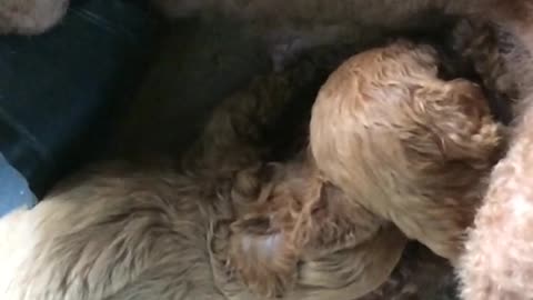 The poodle has just given birth