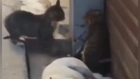 Funny cat video