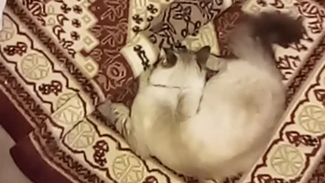 Belinha Fight with the rug (Briga com o tapete - acordou com a corda toda)