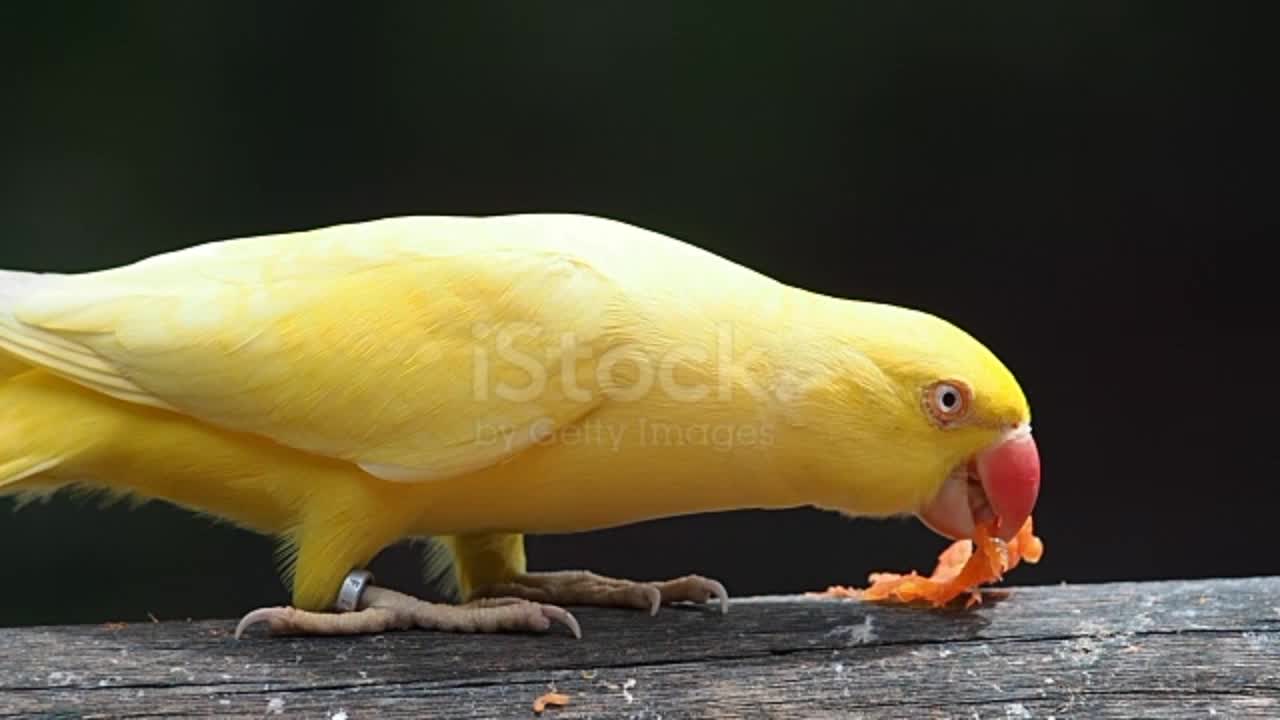 parrot sit on the tree.Cockatoo Eating Water melon.