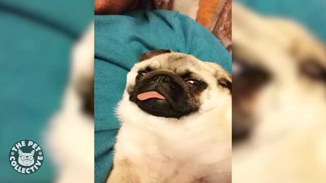 A cute pug was sleeping with his eyes open