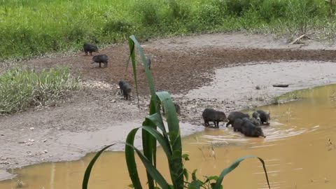 Herd of white lipped peccary