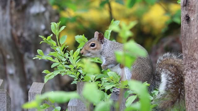 Beautiful Squirrel On A Wood