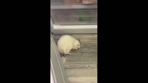 Hungry chinchilla opens up fridge to get a snack