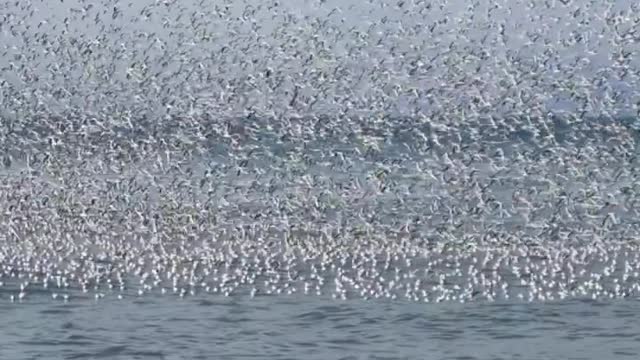 flock of birds by the sea