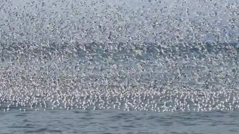 flock of birds by the sea