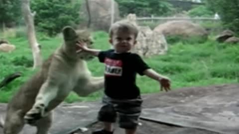 Tiger tries to catch toddler in zoo but he fails due to Glass in between