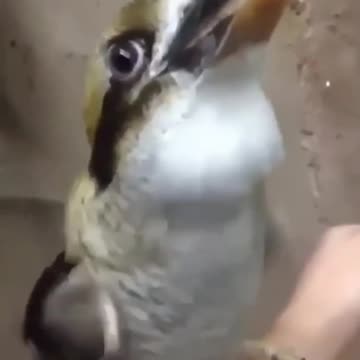 Passaro makes psy trance bit box😱😃