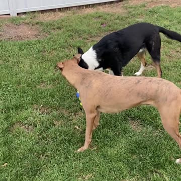 Dogs fight over toy 👇 See the Description for a Surprise!