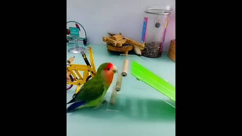 Parrot talent