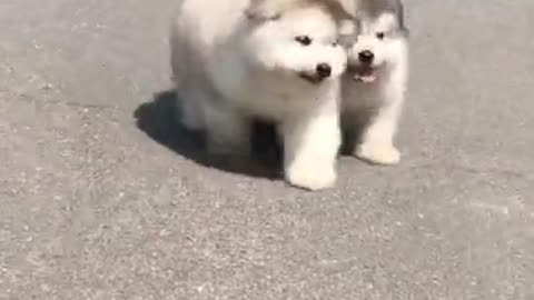 Alaskan malamutes puppies learning to drive