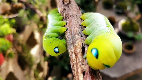 Pretty bugs _2