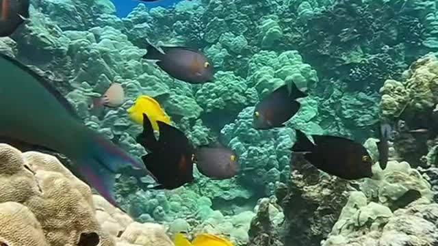 underwater#blueplanet