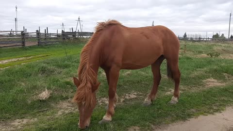 That's the kind of friends I met (Trusting Horses)